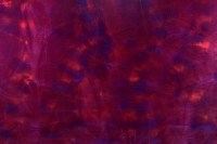 12859_92_N.jpg